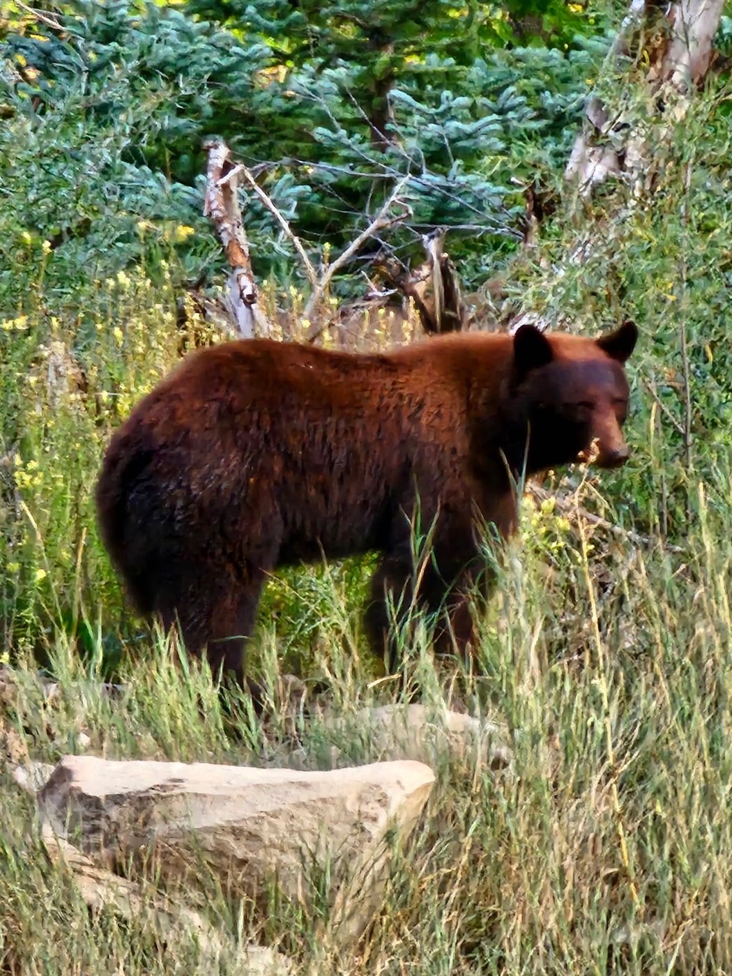 Colorado Fall Bear Hunts