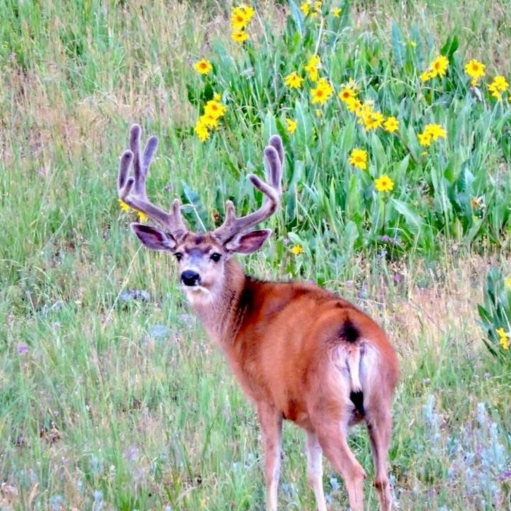 Ridgeline Wilderness — Mule Deer — a velvet mule deer buck in the high country