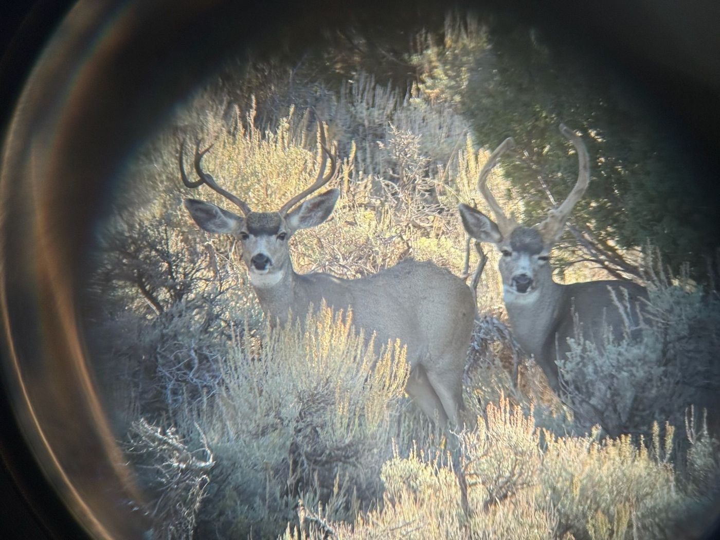 Ridgeline Wilderness — Mule Deer — Colorado Western Slope hunt
