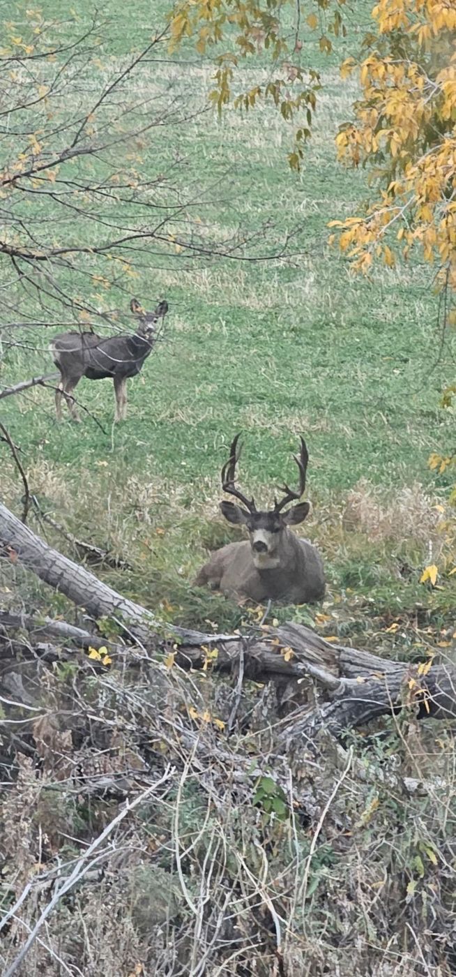Ridgeline Wilderness — Mule Deer — Colorado Western Slope hunt