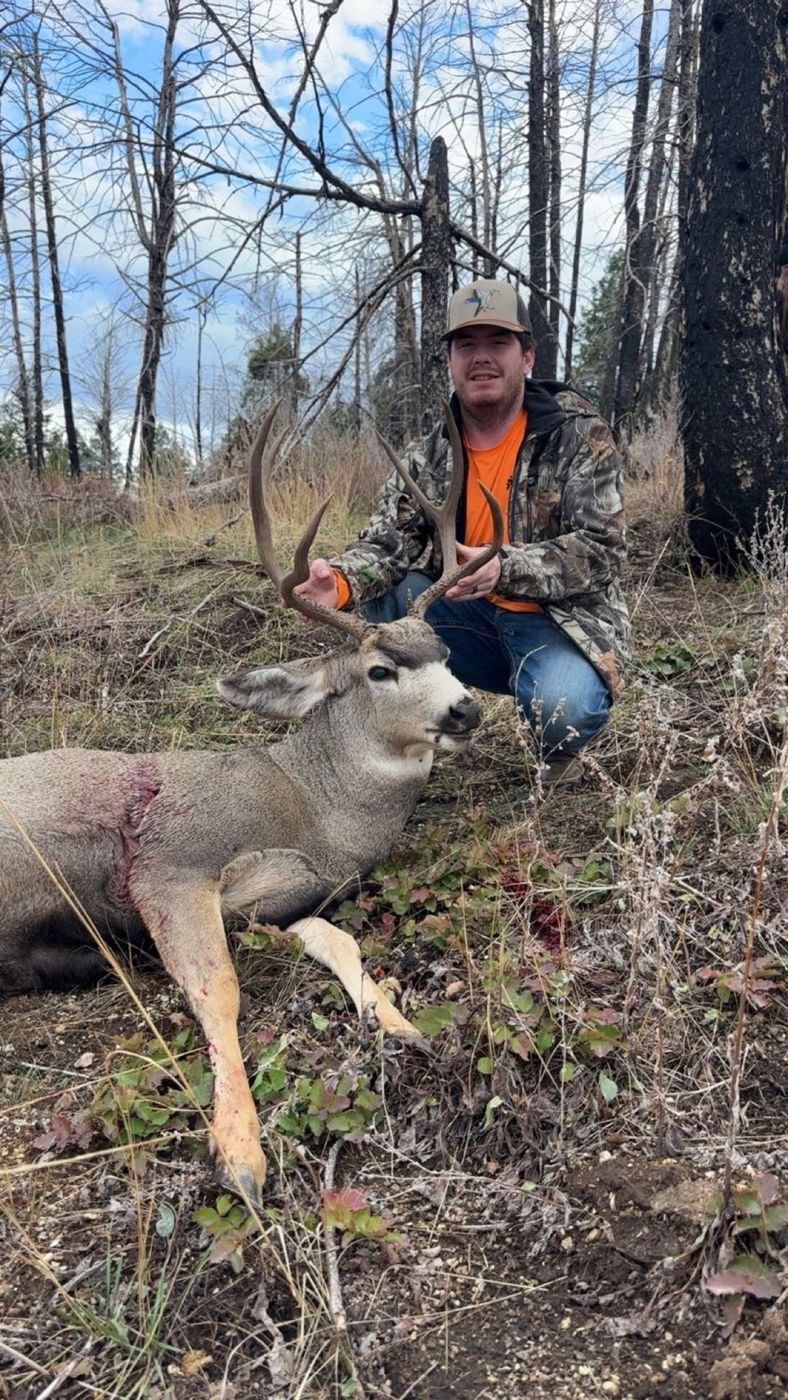 Ridgeline Wilderness — Mule Deer — Colorado Western Slope hunt