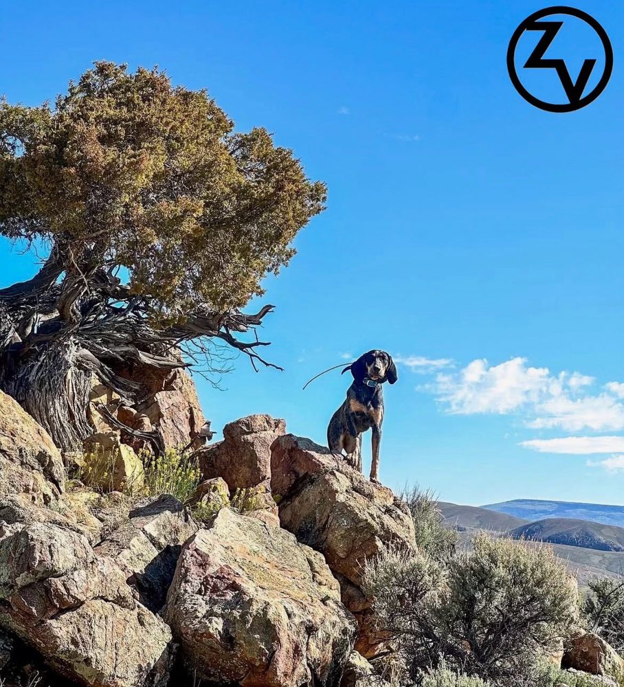 Ridgeline Wilderness — Lion — a lion hound on a ridge lookout above the Western Slope