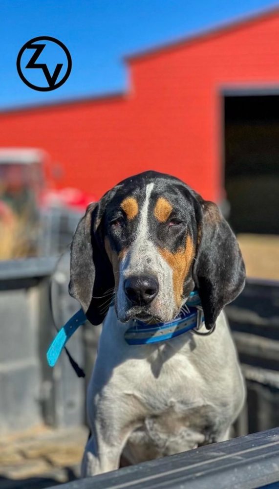 Ridgeline Wilderness — Lion — a hound ready to run out of the dog box