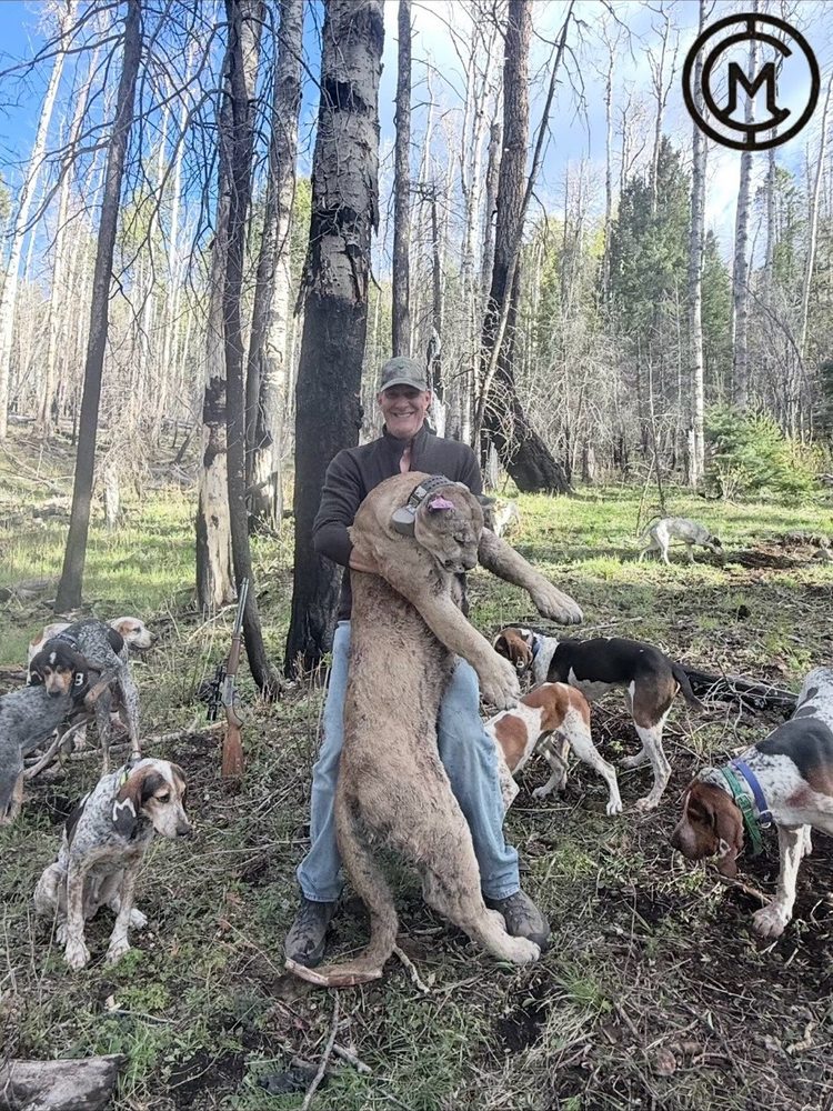 Ridgeline Wilderness — Lion — a guide and the hound pack with a lion in the aspens