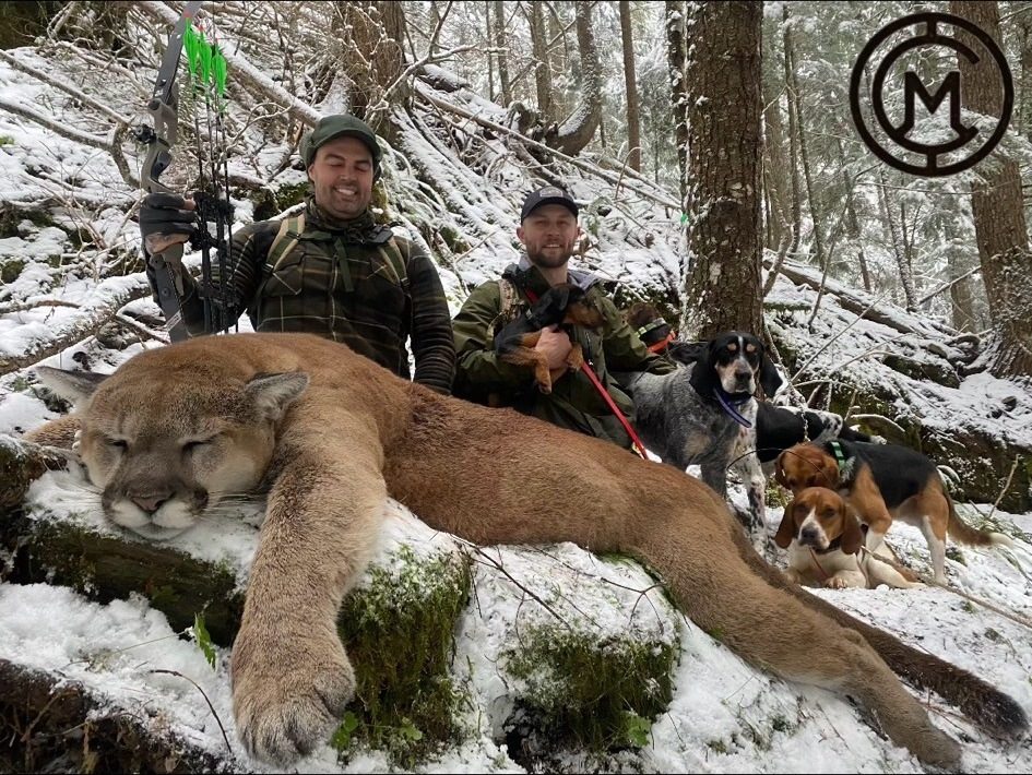 Ridgeline Wilderness — Lion — guides and the hound pack with a Colorado mountain lion in the snow