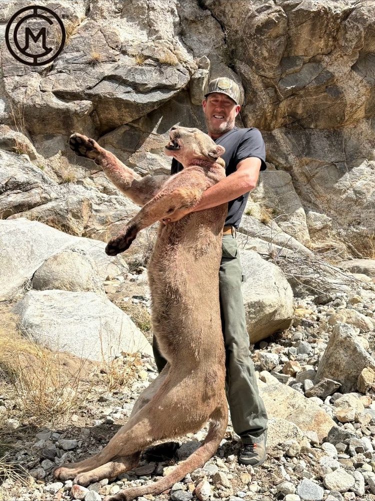Ridgeline Wilderness — Lion — a mature tom taken in the rimrock country