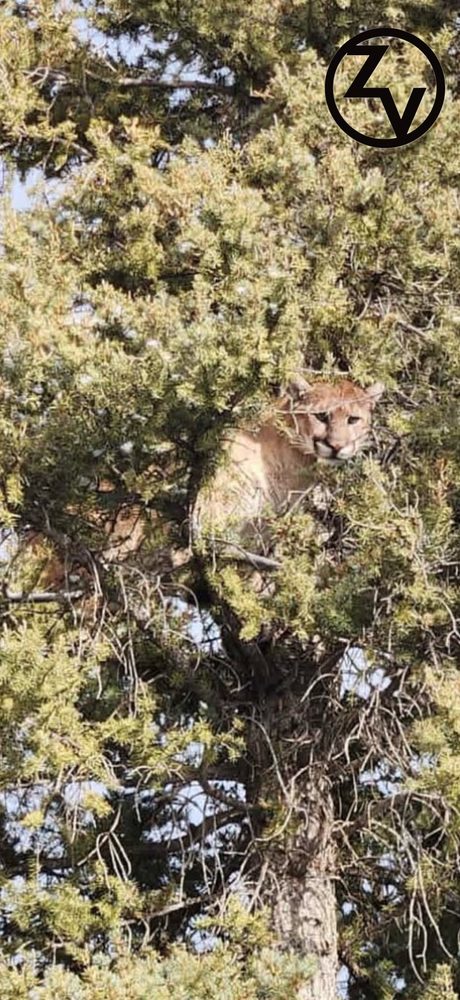 Ridgeline Wilderness — Lion — a mountain lion treed in a cedar